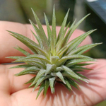 Тилландсия ionantha Pleiades
