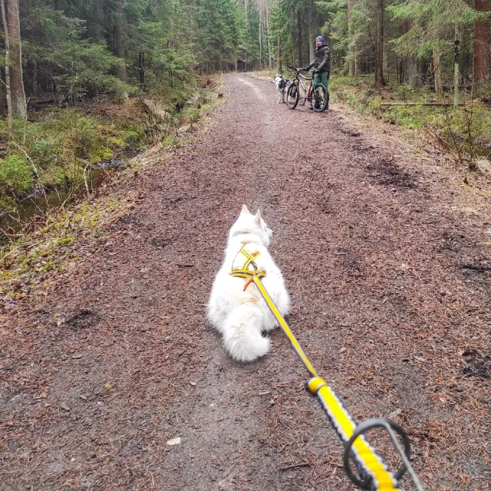 Шлейка ездовая серия Спорт White Wolf