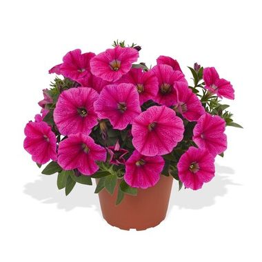 32286 Петуния SWEETUNIA ROSE GEM (ВЕСНА 2025)