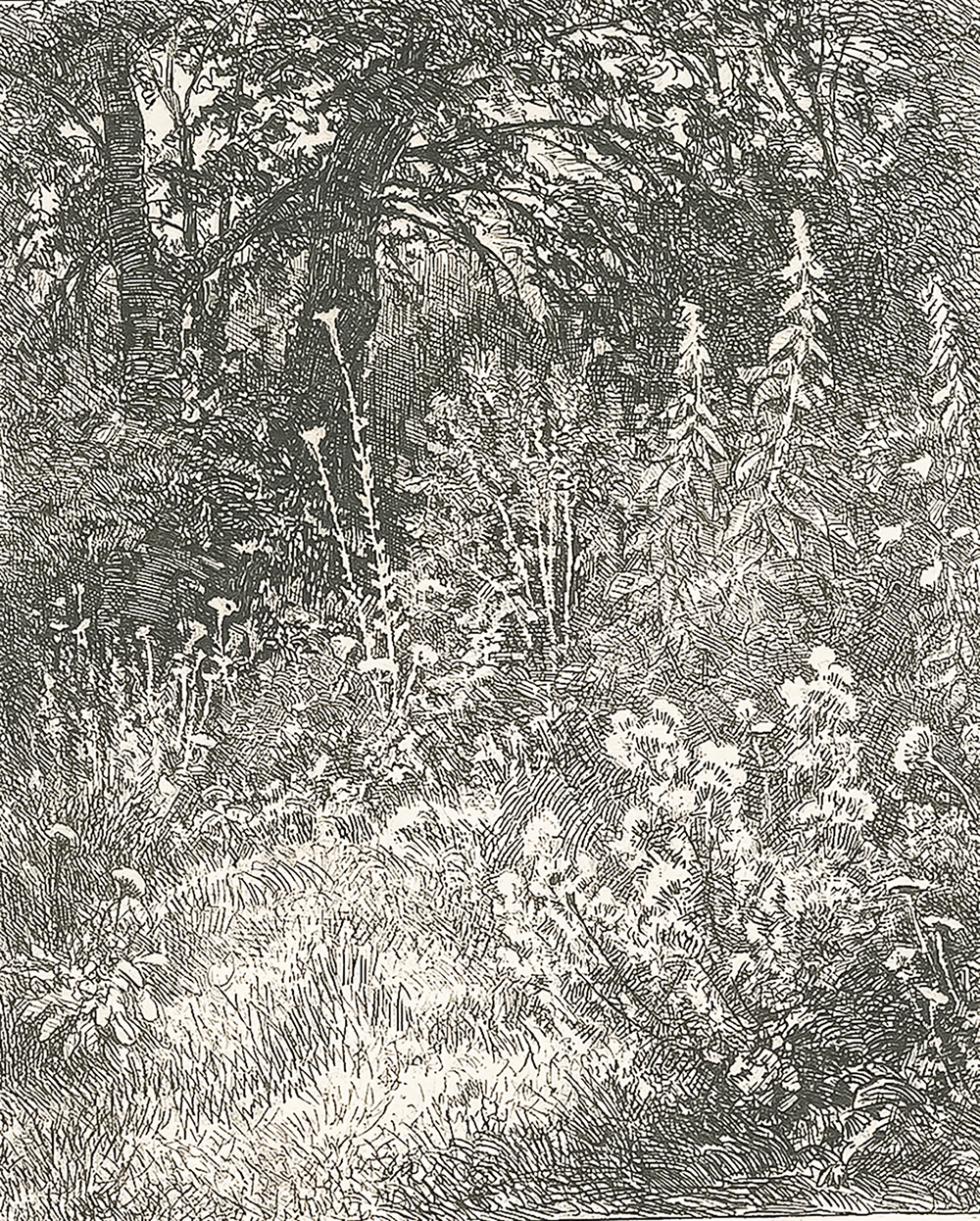 Шишкин И. И. Лесные цветы. Бумага, офорт. 1873.