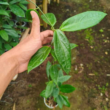 Хойя SP PHILIPPINES