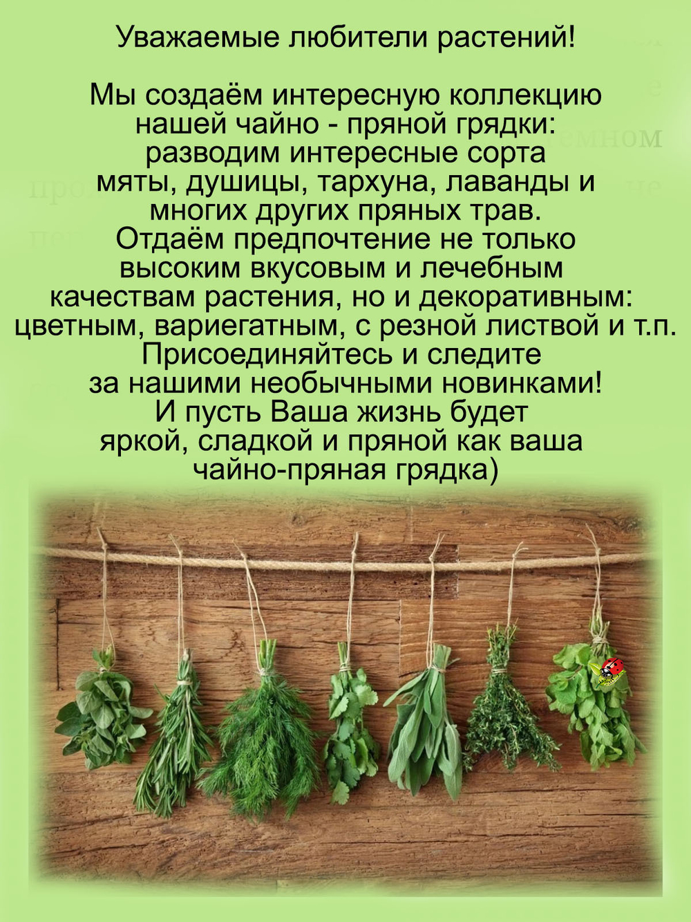 Тимьян ползучий Кокинеус чабрец пряность
