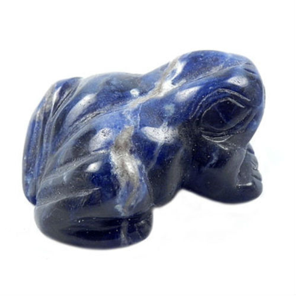 Лягушка содалит асс.