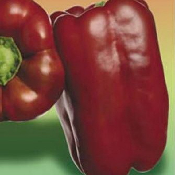 Фавила F1 семена перца сладкого (Seminis / Семинис) продукт – фото 3