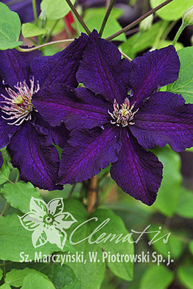 Клематис гибридный Распутин Закупка М33 апрель 2026