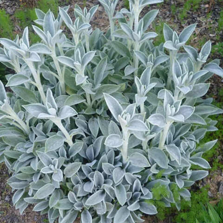 Чистец Зе Брайд С2