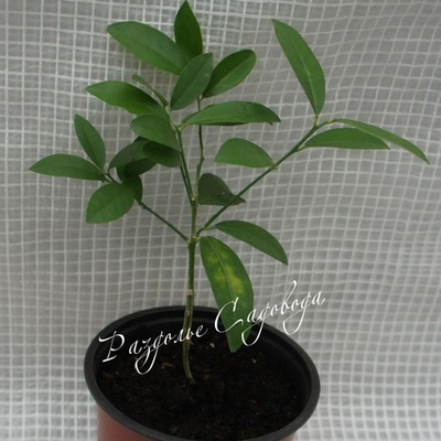 Цитрус Лаймкват Лейкленд