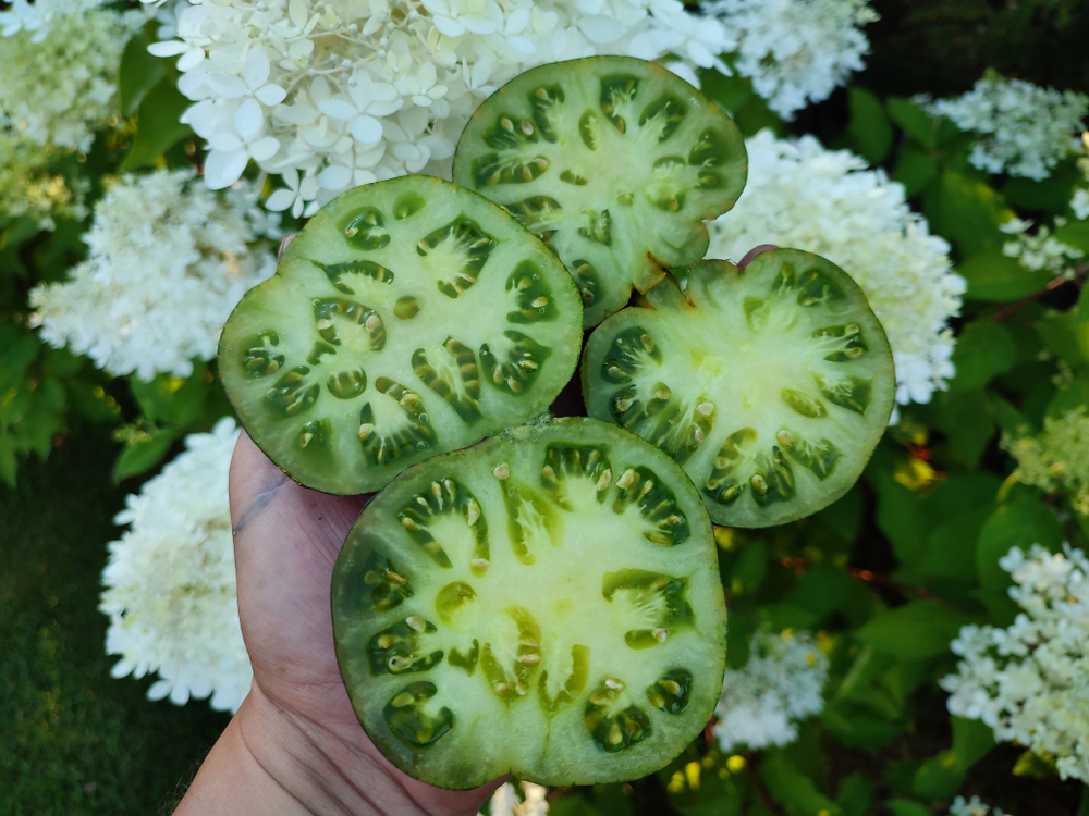 Зелёная богиня Ксанаду (Xanadu green Goddess) сорт томата