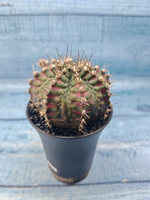 Gymnocalycium T-Rex Pink hybride (Гимнокалициум)