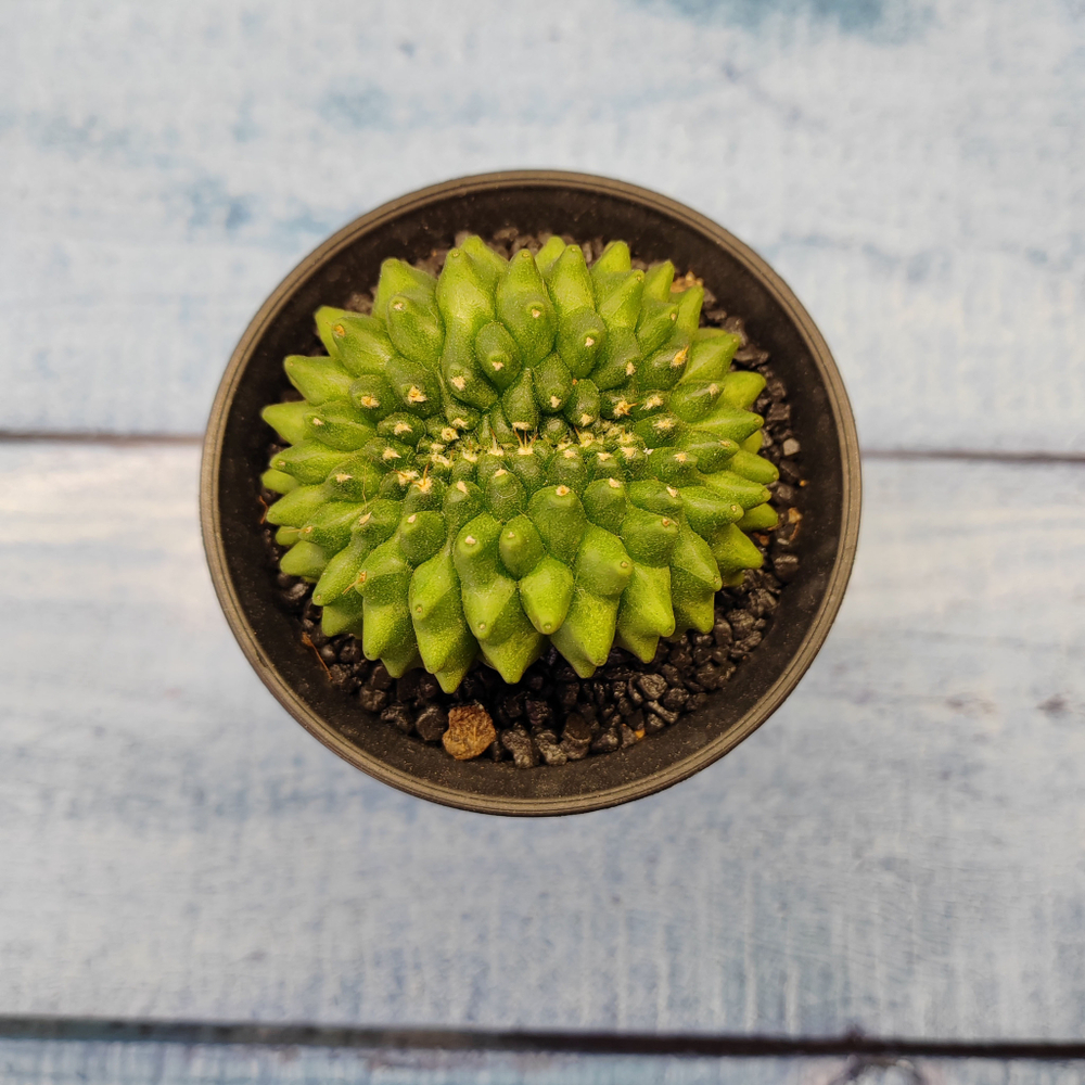 Gymnocalycium Spineless Crested form (Гимнокалициум Кристатный)
