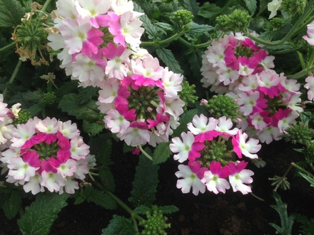 ЕВРО Вербена TIARA MICKEY Rose White укоренный черенок ОКС февраль 26 Kohen