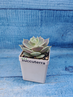 Echeveria Lola (Эхеверия)