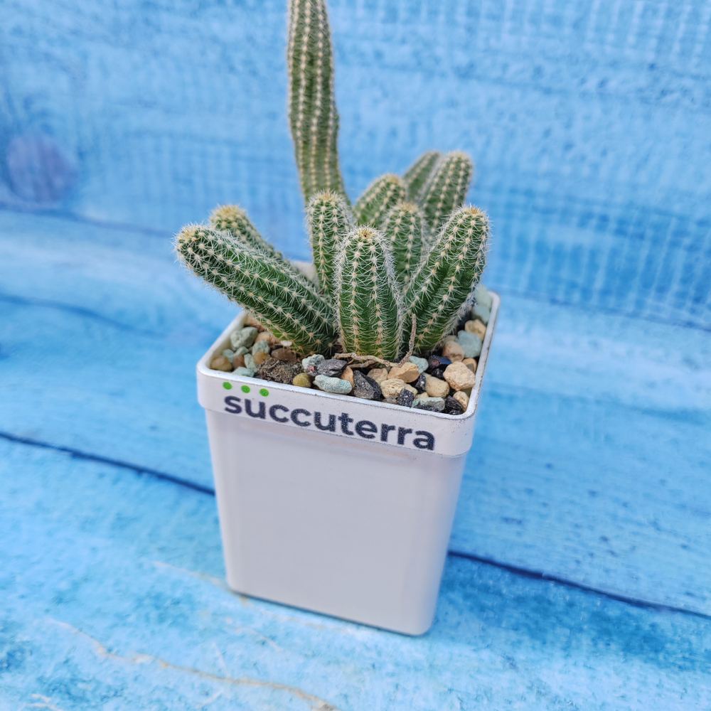 Chamaecereus Silvestrii (Хамецереус)