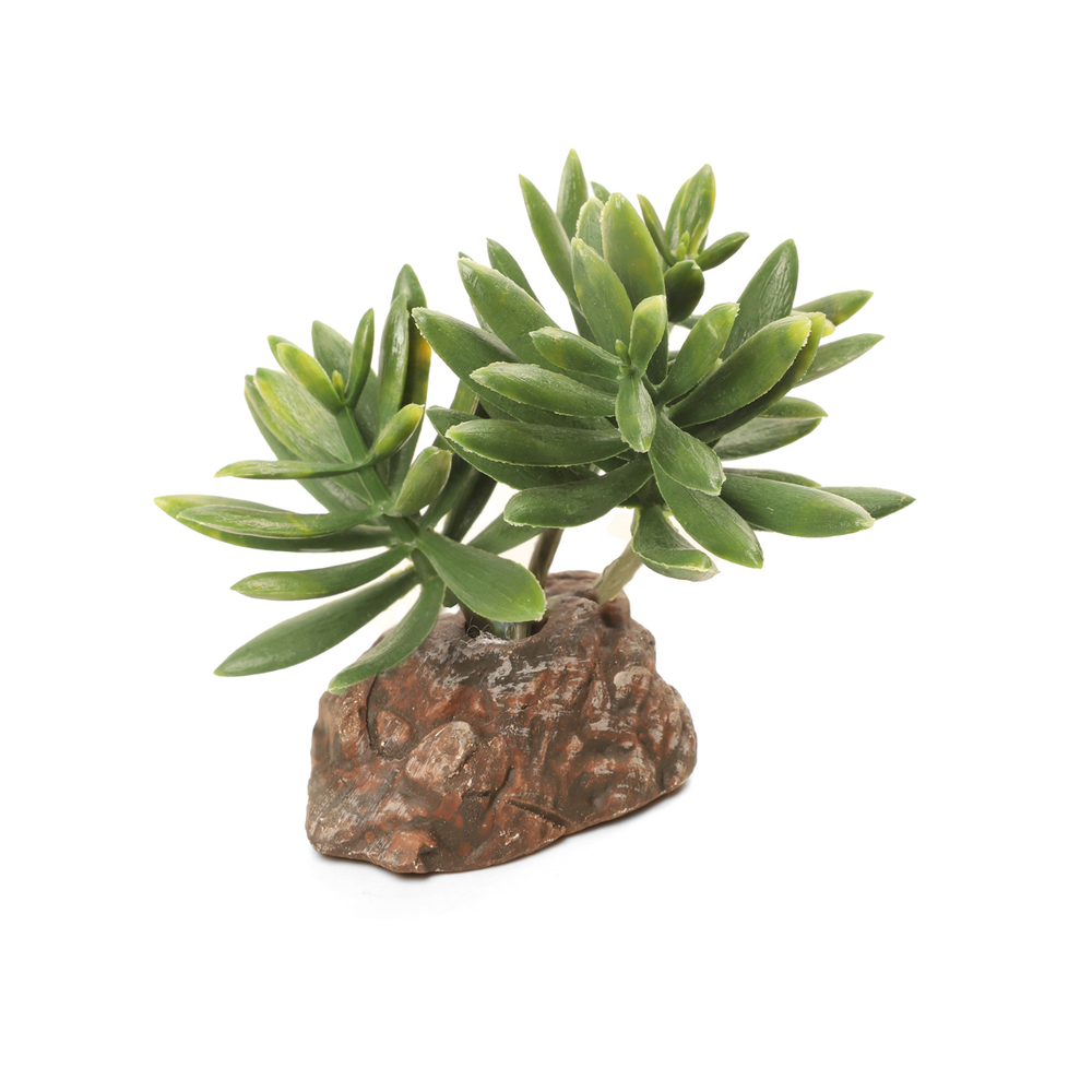 Laguna TERRA Растение пластиковое "Хавортия", зелено-коричневое, 105*90*100мм