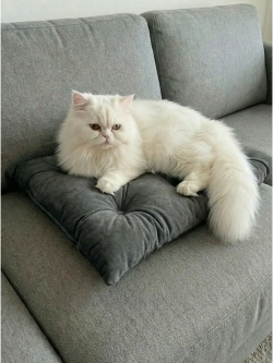 Лежанка для кошек и собак