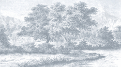 Коллекция ESTAMPE