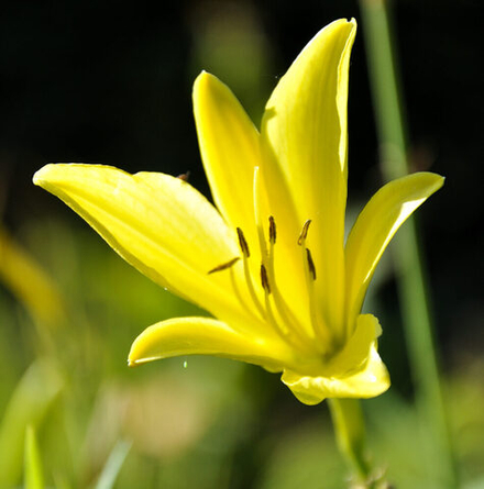 Лилейник лимонно-жёлтый̆. Hemerocallis citrina.
