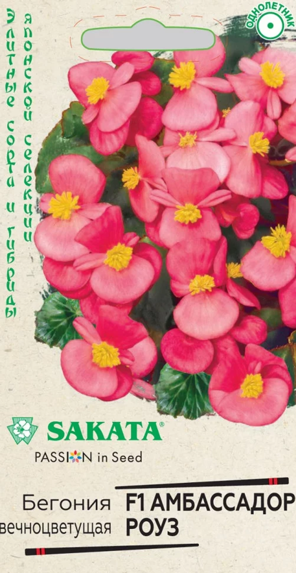 Бегония вечноцветущая Амбассадор Роуз F1, 4шт, Гавриш