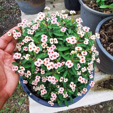 Эуфорбия Миля карликовая DAO KRAJAI