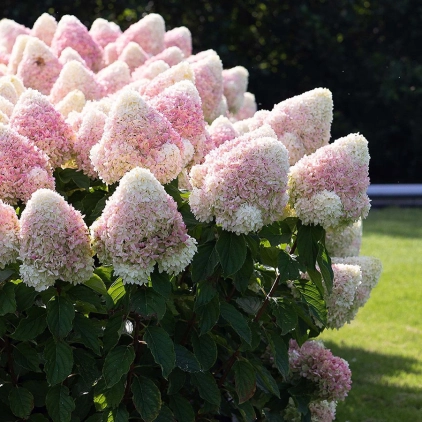 Более 40 сортов Метельчатой Гортензии