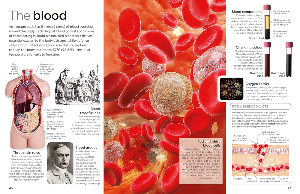 Human Body (DK Eyewitness)