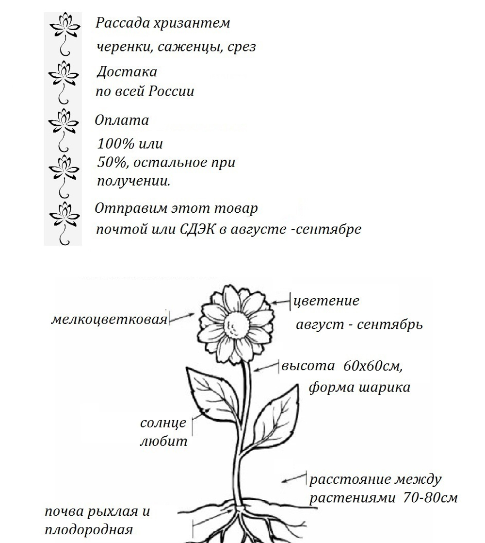 Хризантема мультифлора Precocita Or Jaune ☘ м.16 🌿  (отгрузка Сентябрь)