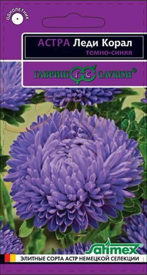 Астра Леди Коралл темно-синяя
