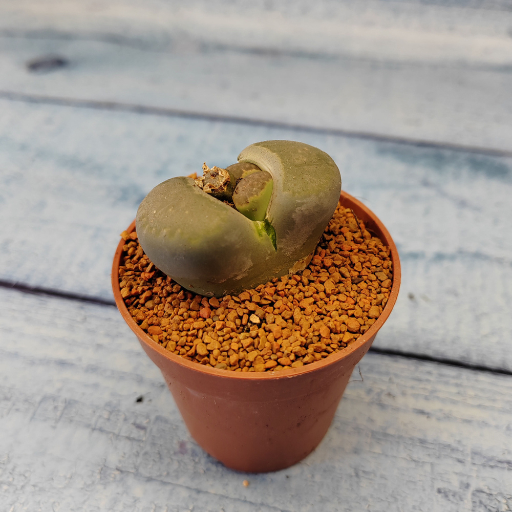 Lithops sp. (Живые камни)