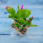 Schlumbergera Red (Декабрист)