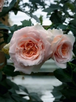 Роза плетистая Моргенгрусс