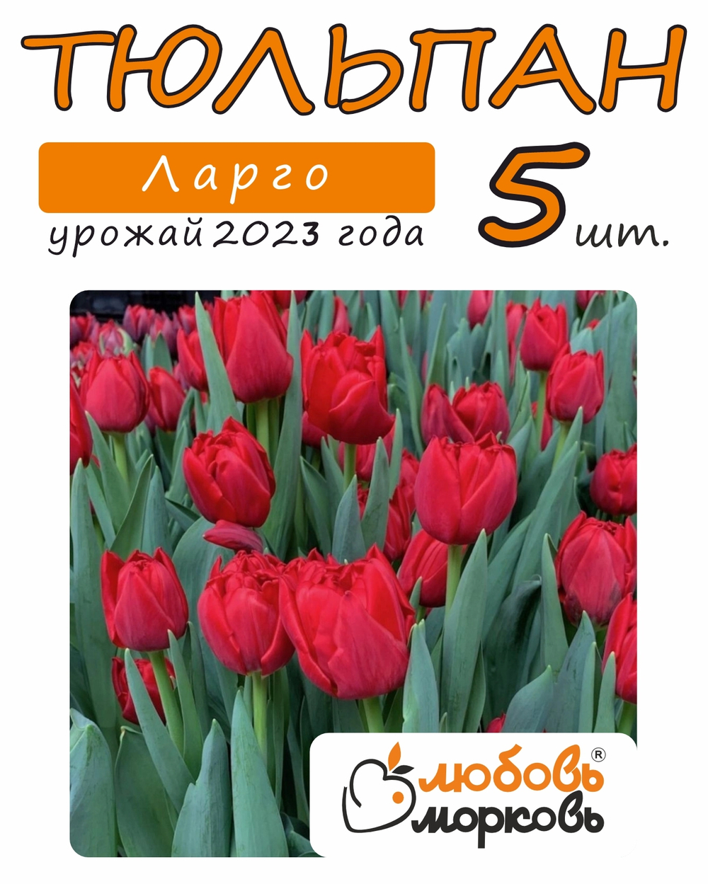 Тюльпан Луковица, Ларго, 5шт (Любовь Морковь)