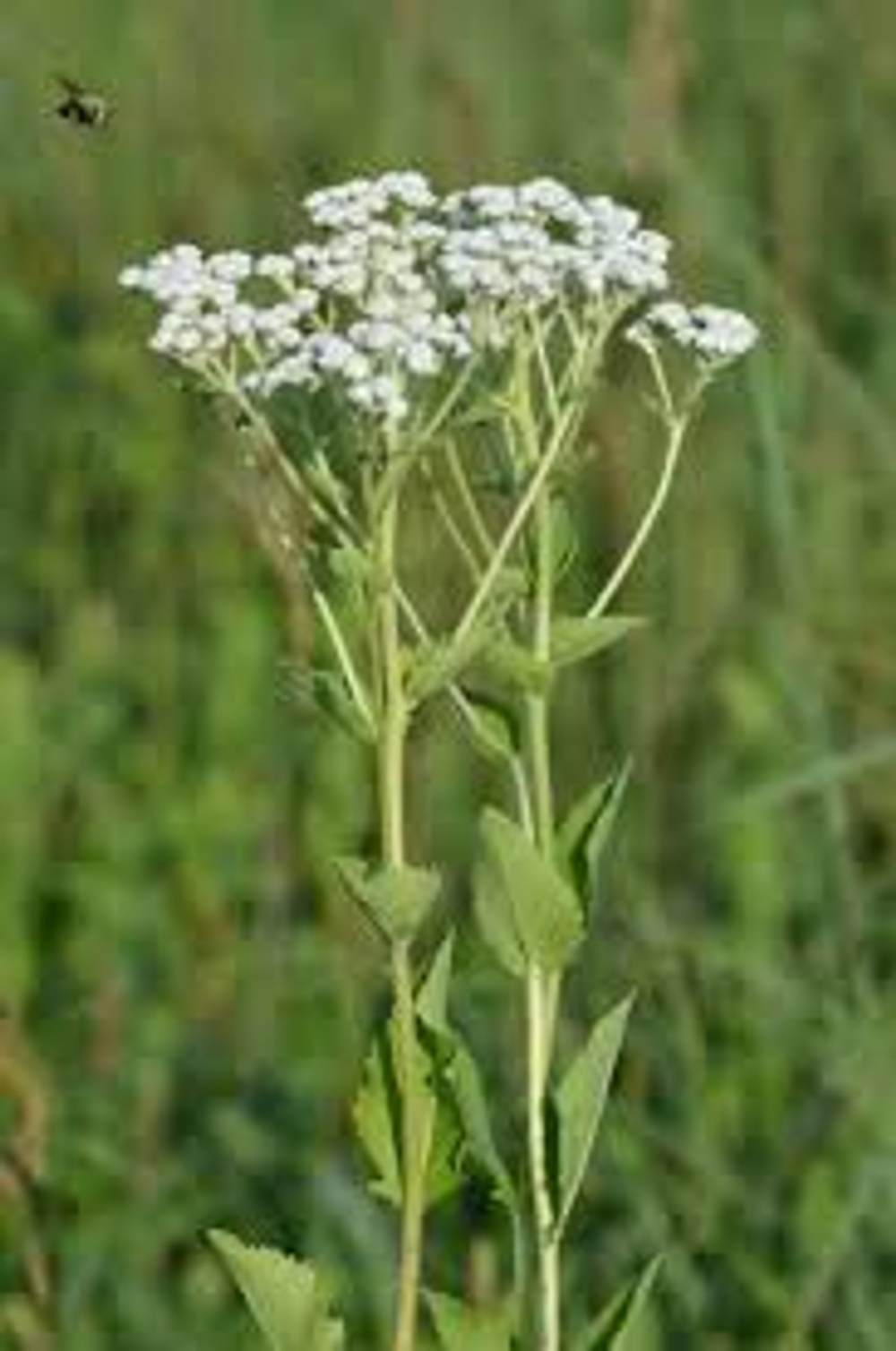 Партениум цельнолистный. Parthenium integrifolium.