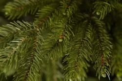 Ель Коттеджная 305 см., литая хвоя+пвх, TreeDeLux (70076)