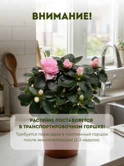 Азалия M Troch д.10 СП