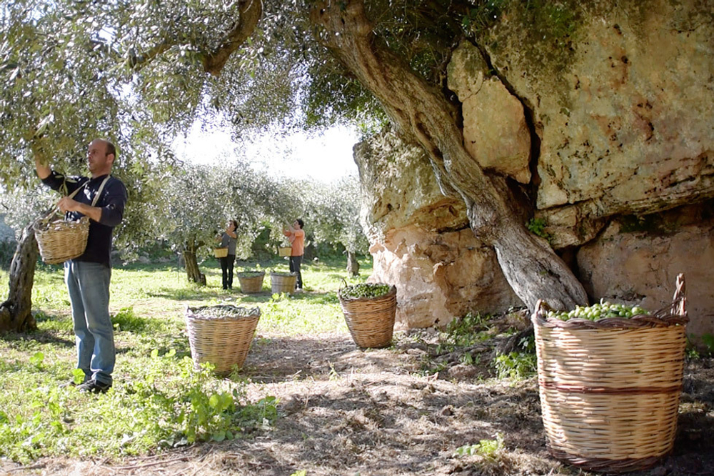 Оливковое масло CENTONZE Case Di Latomie I.G.P., Extra Virgin, темная бутылка 500 мл, Италия