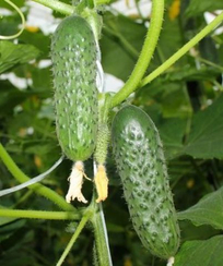 3506 F1 семена огурца партенокарпического (Seminis / Семинис)