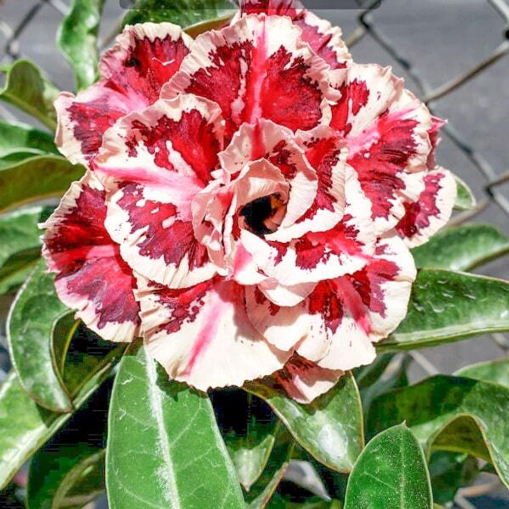 Адениум обесум 010 Yen Nhi 9 Mutation