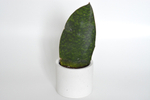 Сансевиерия Биг Лиф / Sansevieria Big Leaf