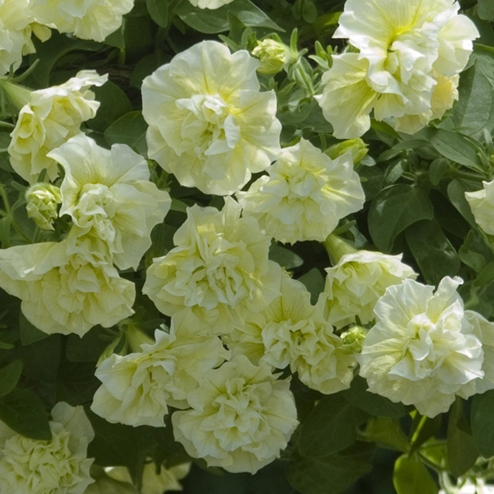 ЕВРО Петуния Tumbelina Susanna укорененный черенок ОКС февраль 26 Volmary