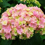 Ю энд ми Тугезе (Крупнолистная гортензия)