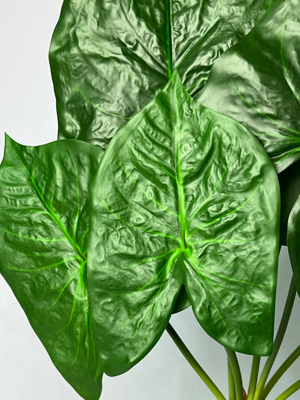 Каладиум куст 70 см.