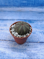 Euphorbia Obesa (Эуфорбия)