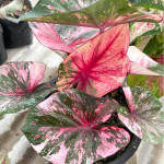 Каладиум MANEE LOM PHET PHLAENG