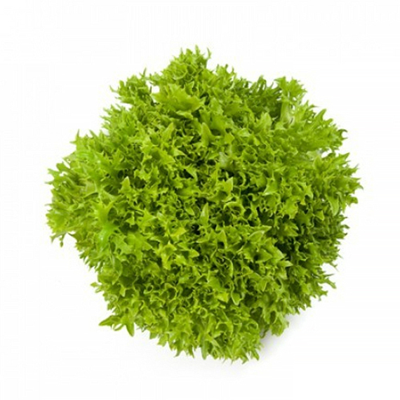 ЭКСПИРИЕНС семена салата Rijk Zwaan купить – фото 1