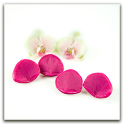 Орхидея фаленопсис M (+боковые лепестки размера S)