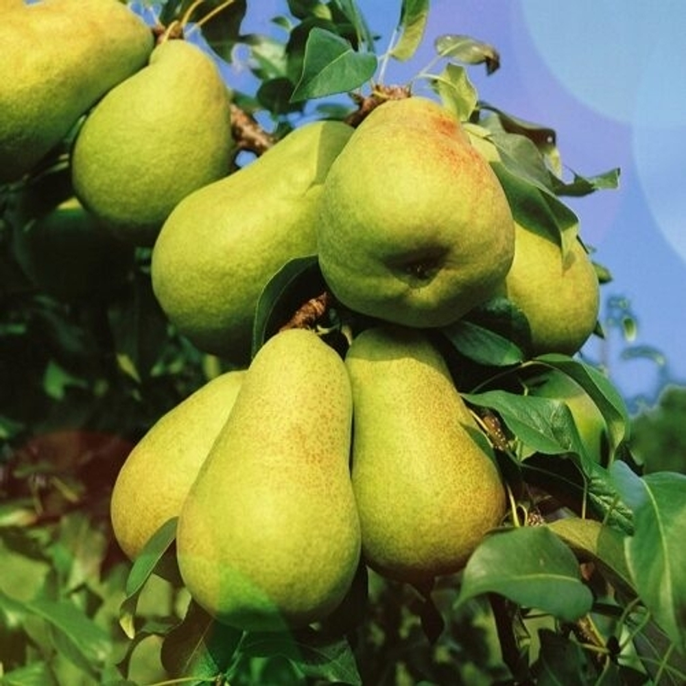 Груша Нежность (Колоновидная)