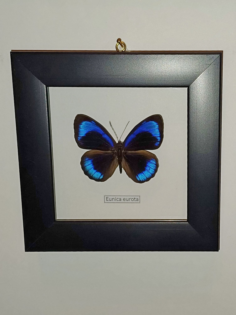 Бабочка Eunica eurota в рамке
