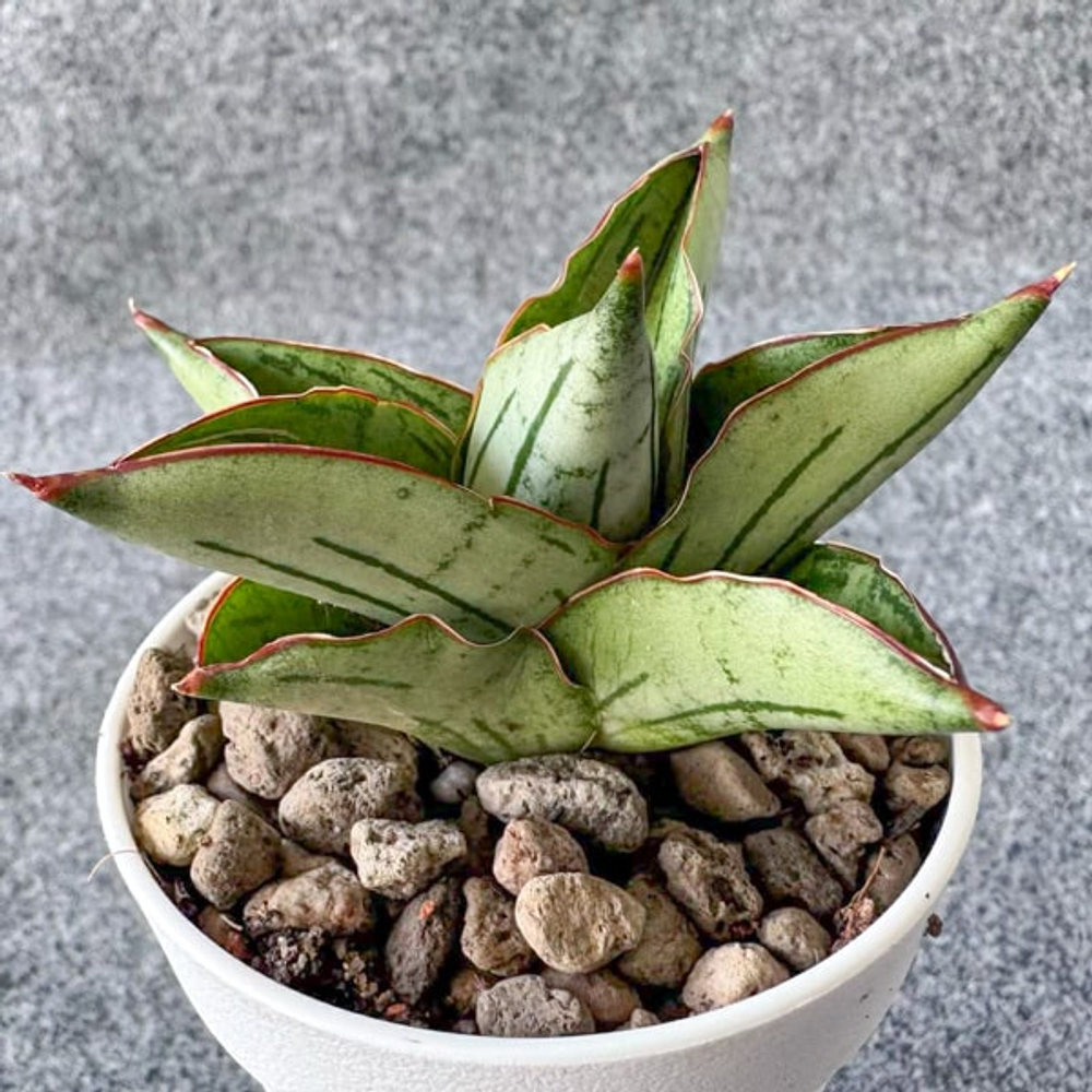 Сансевиерия ATOMIC