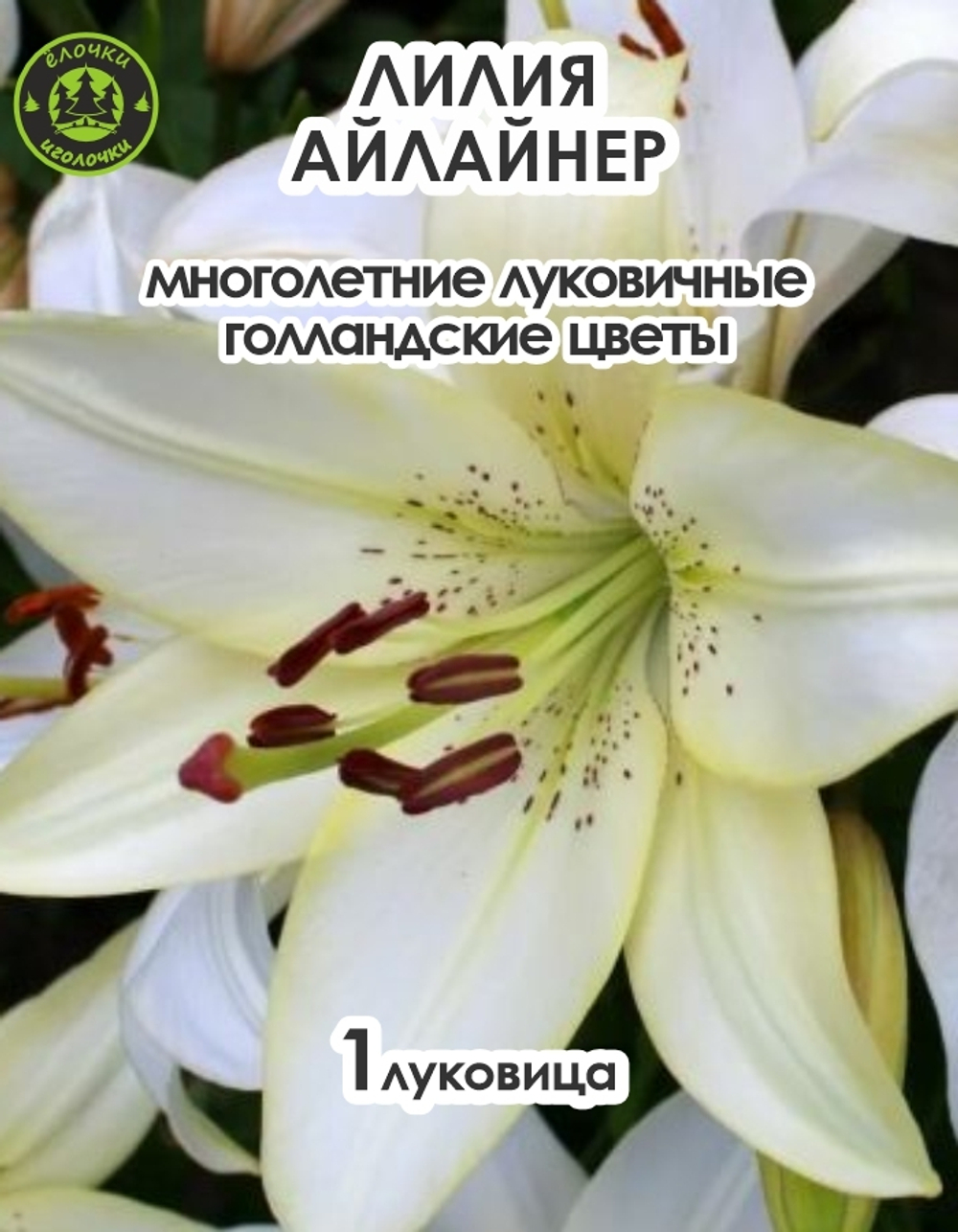 Лилия Луковица, Айлайнер, 1 шт