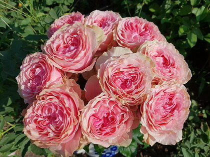 Роза Викториан Пинк